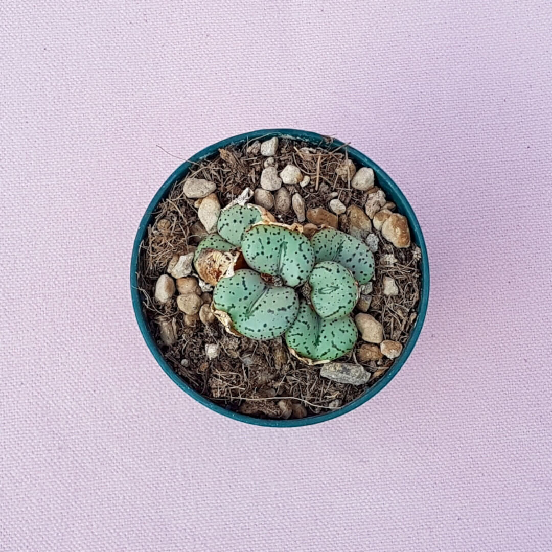 Conophytum obcordellum Ø 6,5 cm
