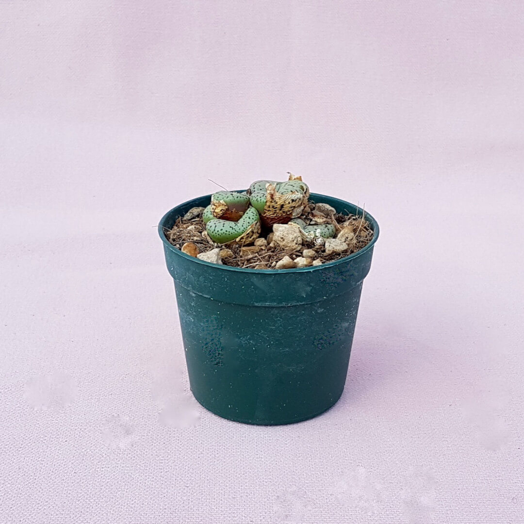 Conophytum obcordellum Ø 6,5 cm