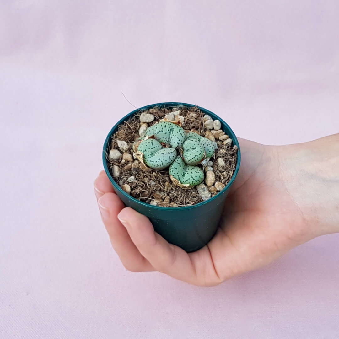 Conophytum obcordellum Ø 6,5 cm