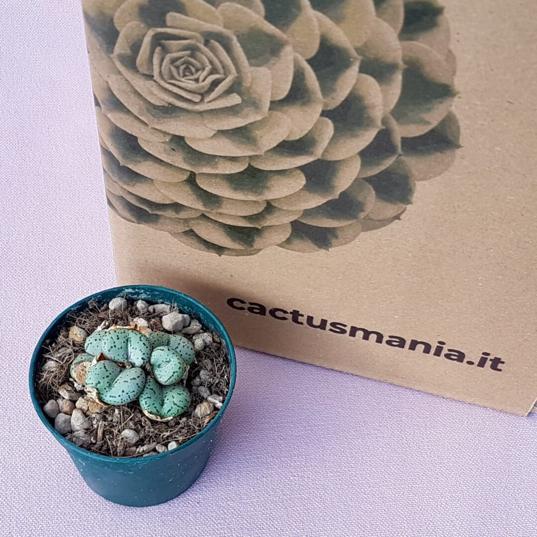 Conophytum obcordellum Ø 6,5 cm