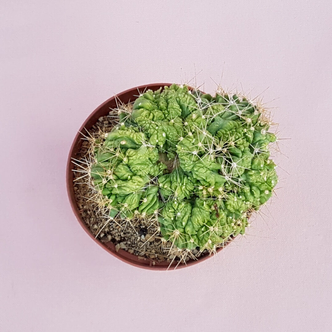 Ferocactus glaucescens forma cristata monstruosa Ø 12 cm