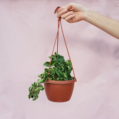 Hoya carnosa mostruosa Ø 14 cm