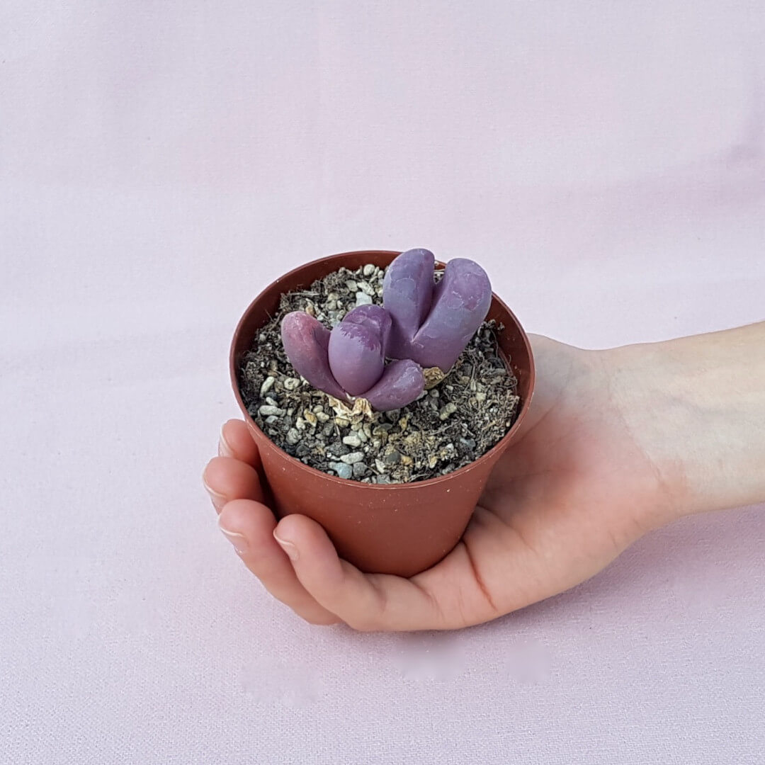 Lithops optica Rubra Ø 7,5 cm