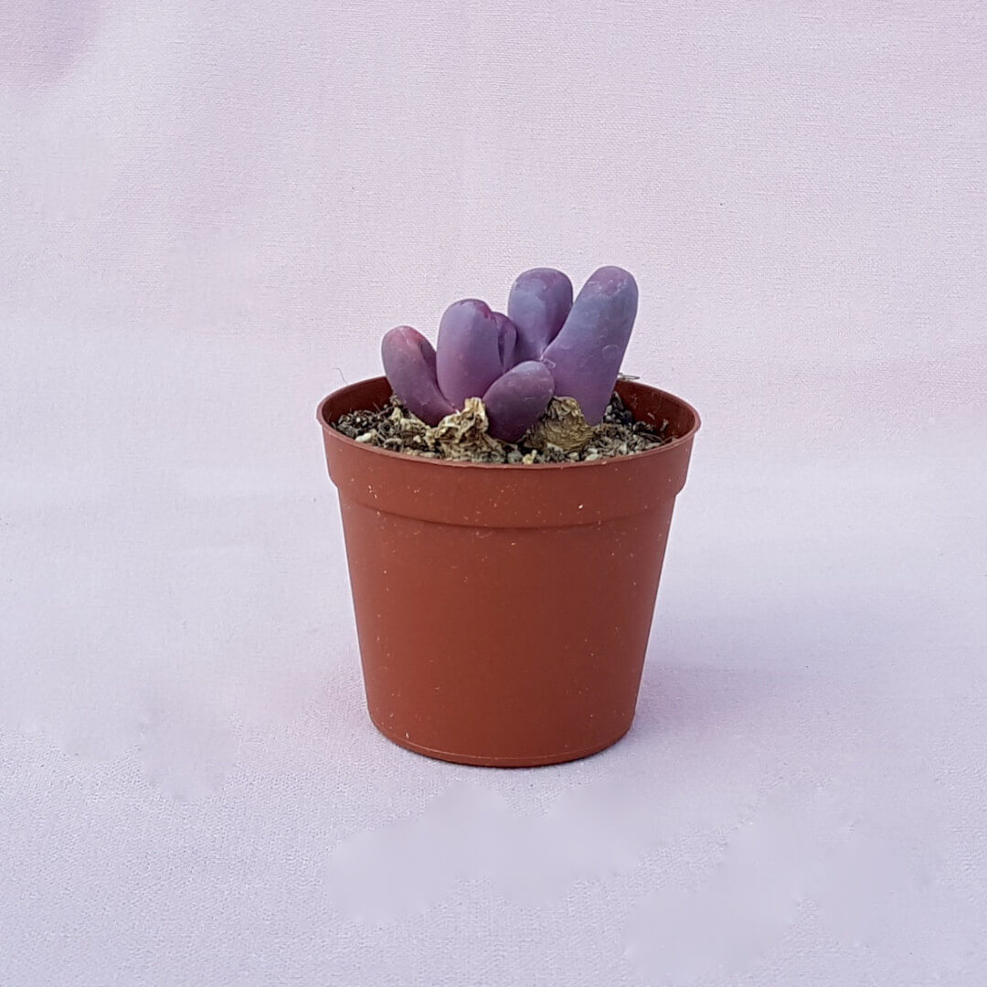 Lithops optica Rubra Ø 7,5 cm
