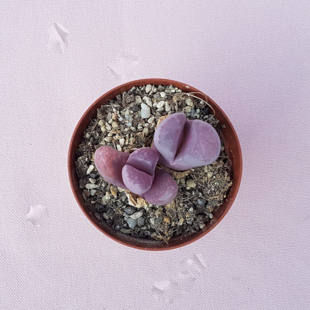 Lithops optica Rubra Ø 7,5 cm