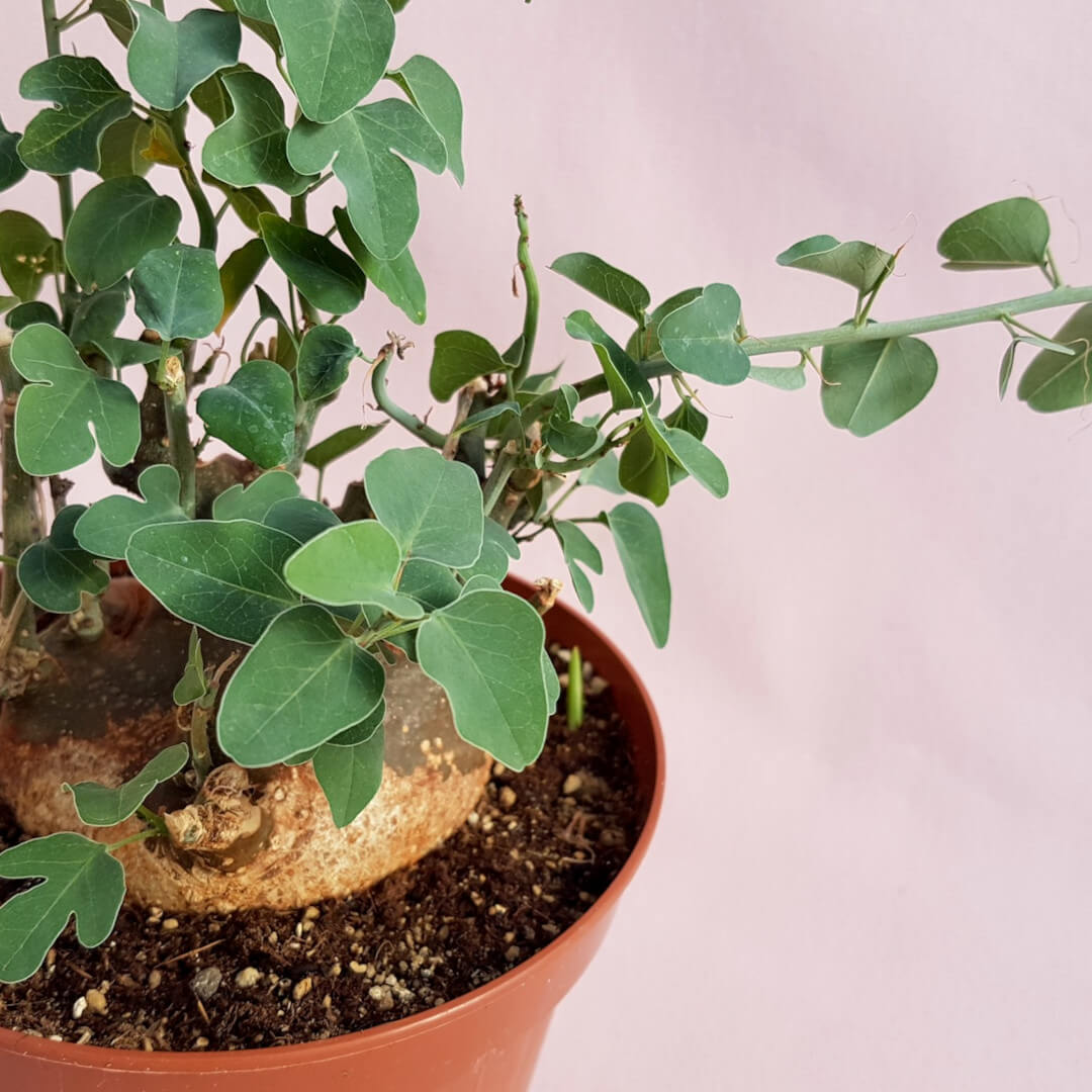 Adenia spinosa Ø 14 cm