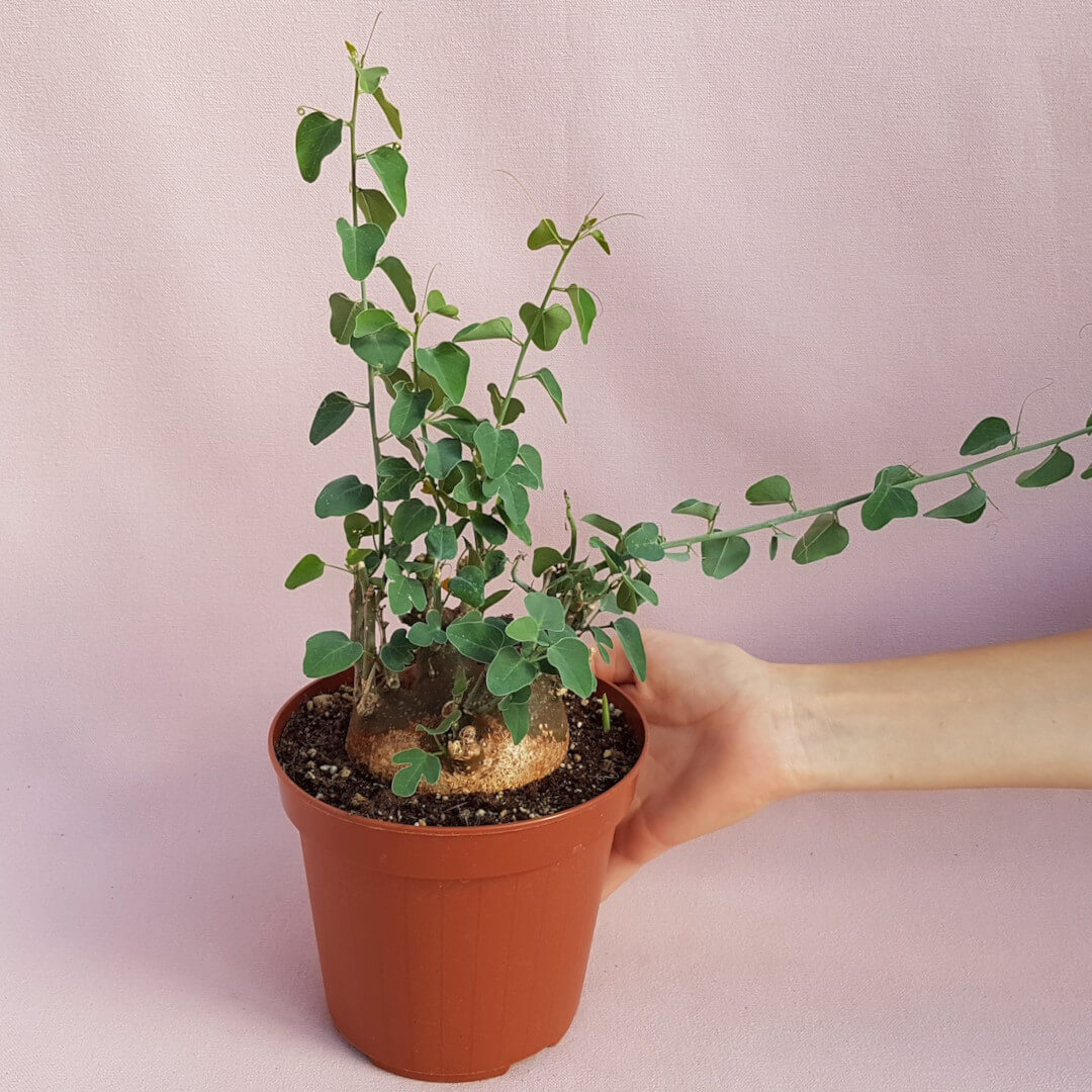 Adenia spinosa Ø 14 cm
