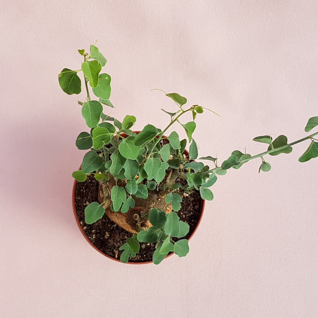 Adenia spinosa Ø 14 cm