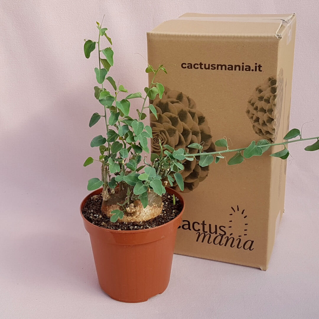 Adenia spinosa Ø 14 cm