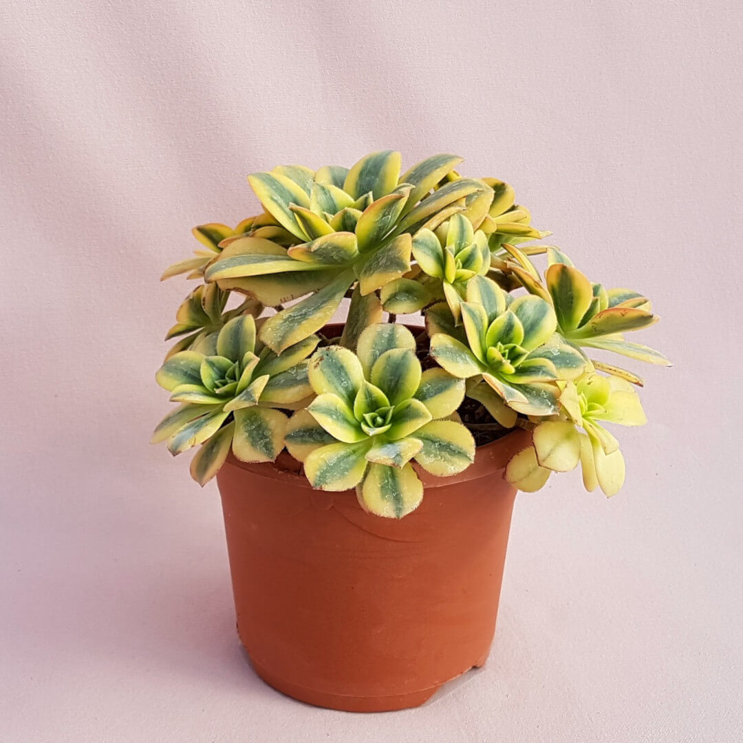 Aeonium arboreum Luteovariegatum Ø 17