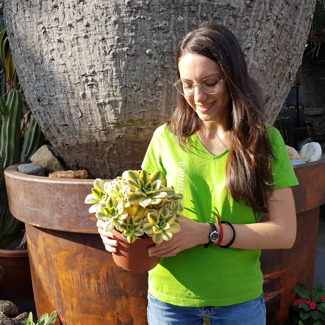 Aeonium arboreum Luteovariegatum vaso Ø 17 - Image 2