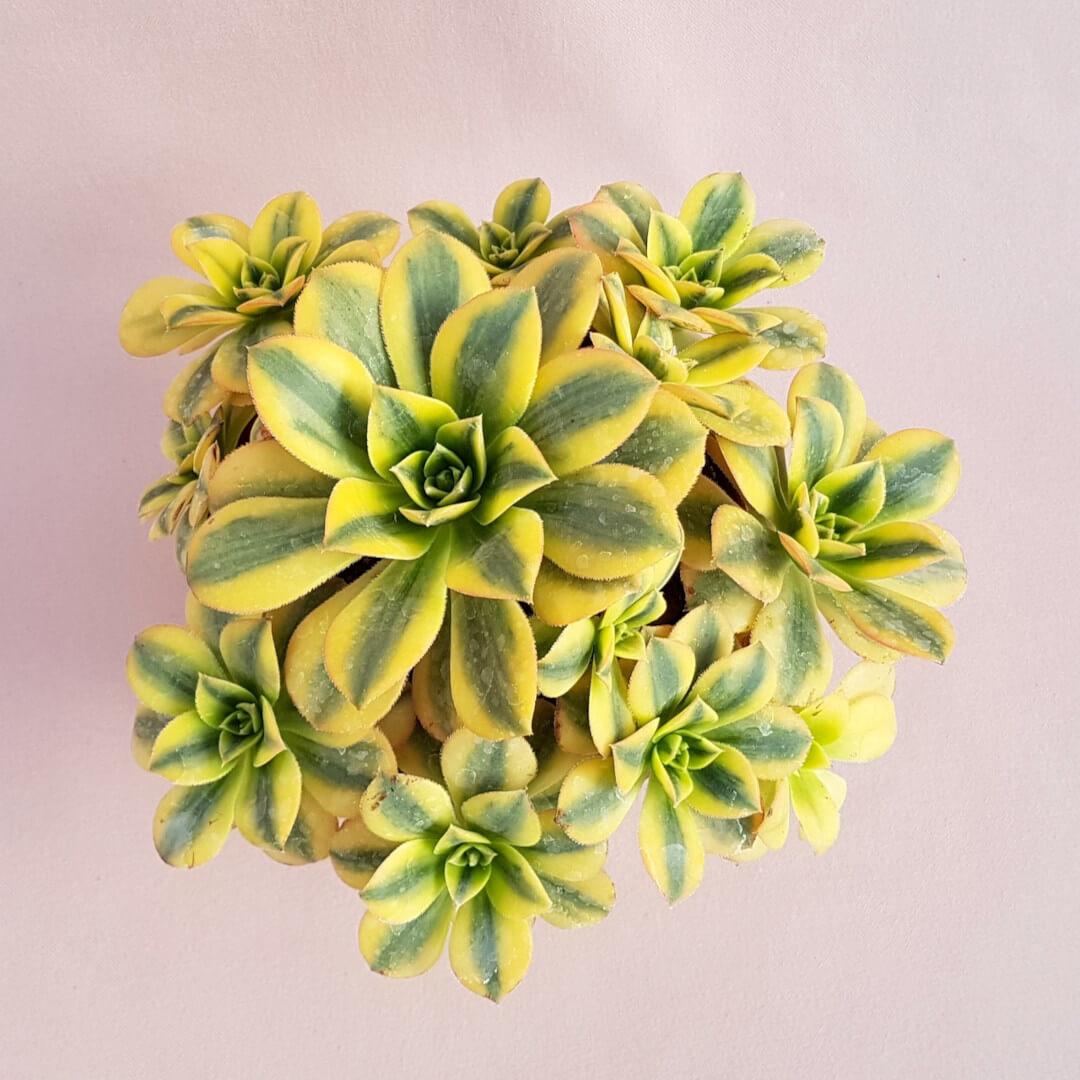 Aeonium arboreum Luteovariegatum vaso Ø 17 - Image 3