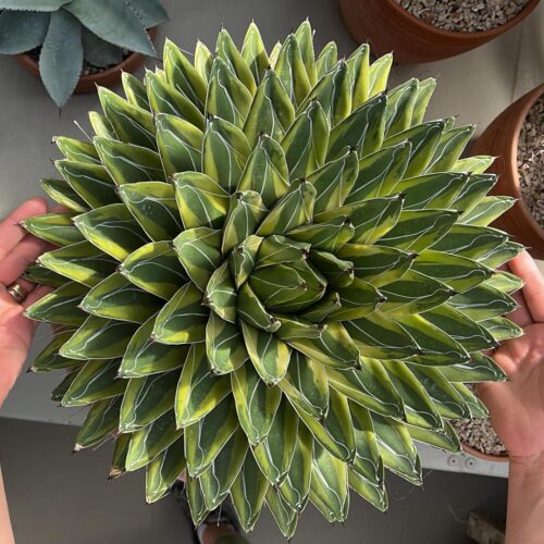 Agave victoriae-reginae variegated Ø 30 cm