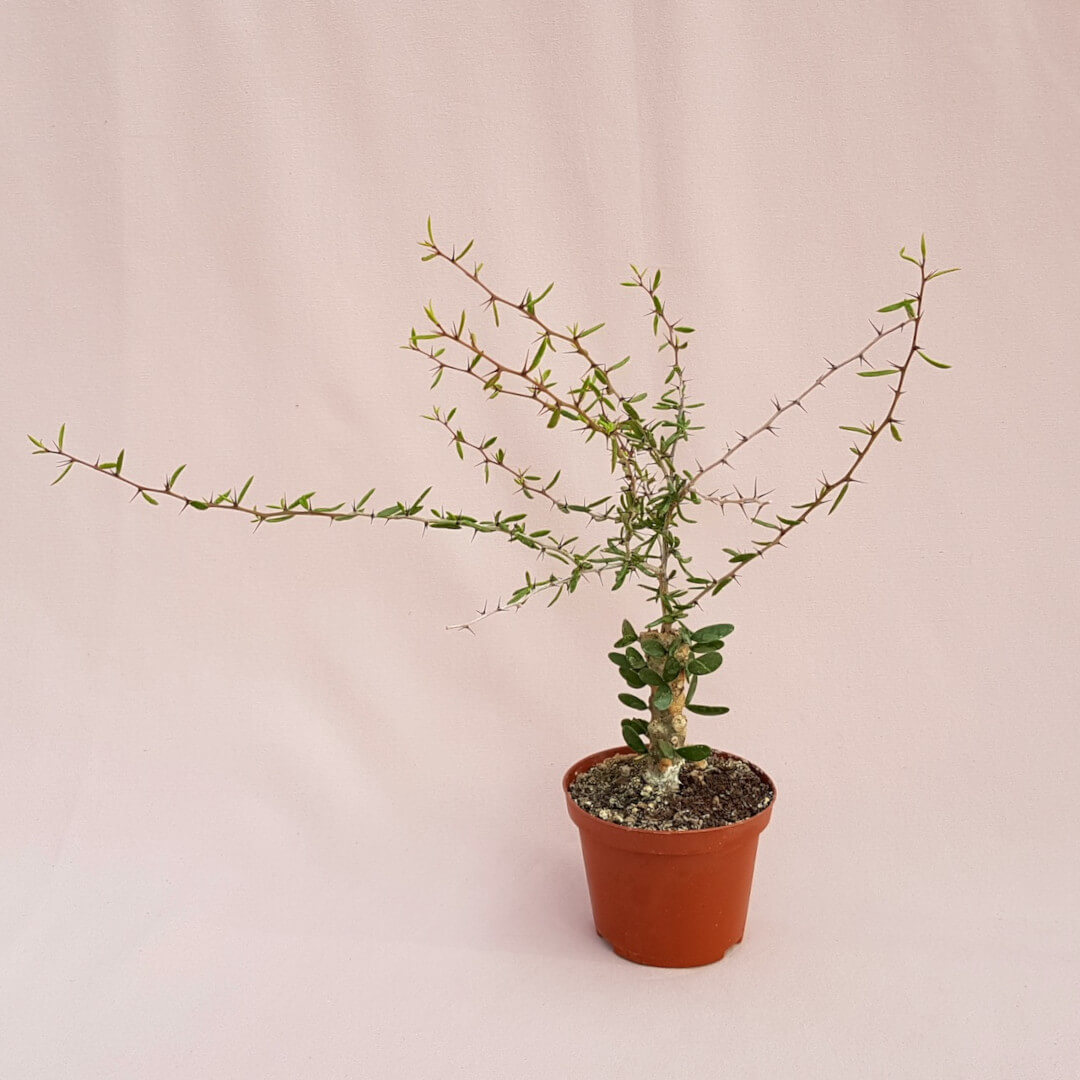 Alluaudiopsis marnieriana Ø 10,5 cm