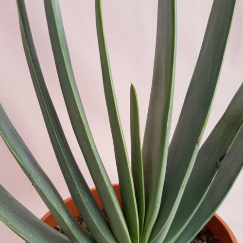 Aloe plicatilis Ø 17 cm