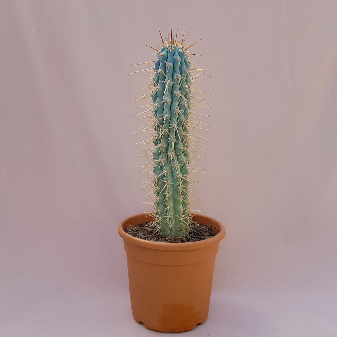 Browningia hertlingiana Ø 30 cm