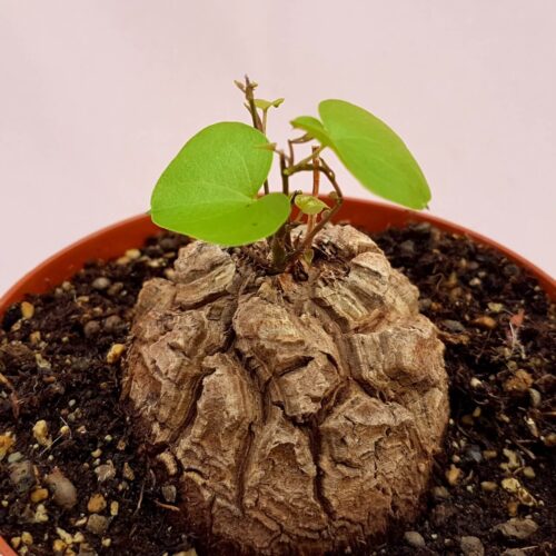 Dioscorea elephantipes montana Ø 12 cm