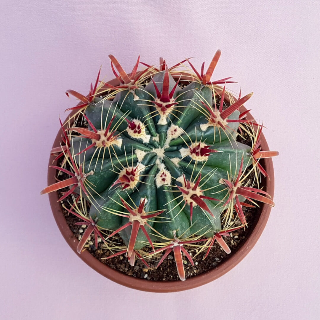 Ferocactus latispinus Ø 20 cm