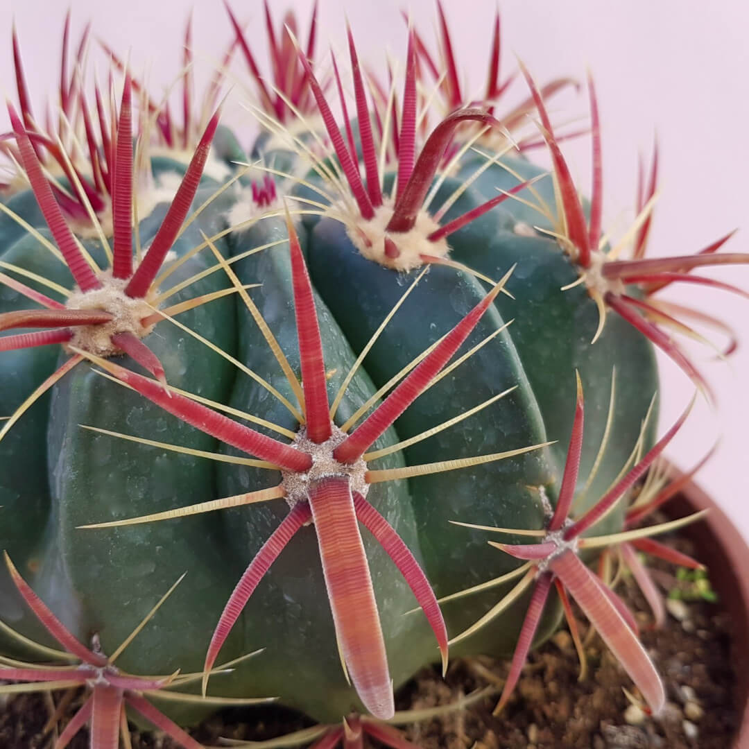 Ferocactus latispinus Ø 20 cm