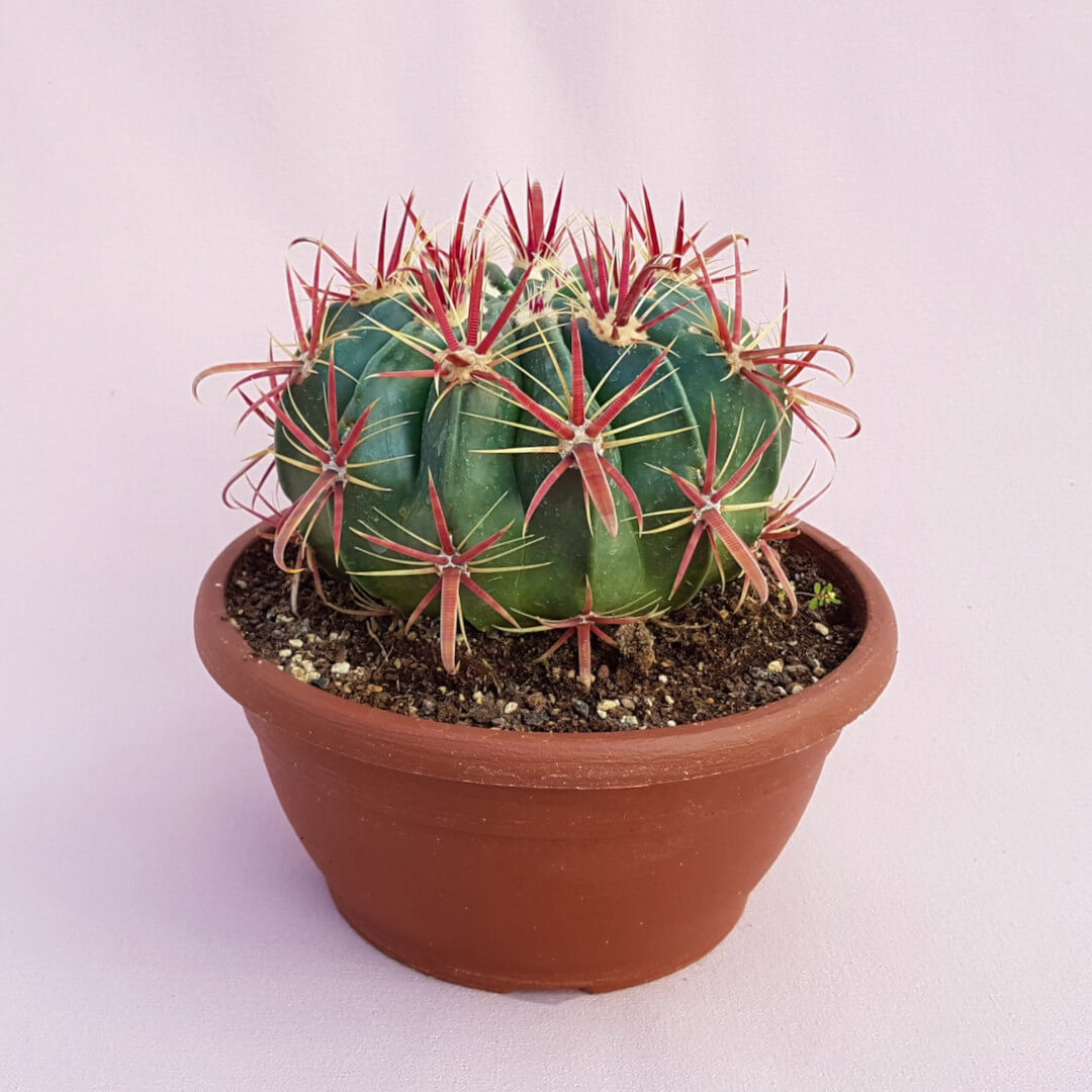 Ferocactus latispinus Ø 20 cm