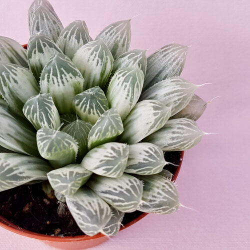 Haworthia cooperi pilifera variegated Ø 7,5 cm