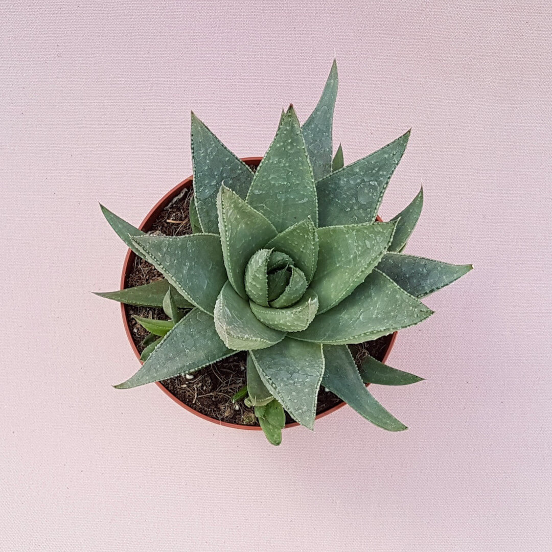 Haworthia Savannah Ø 13 cm