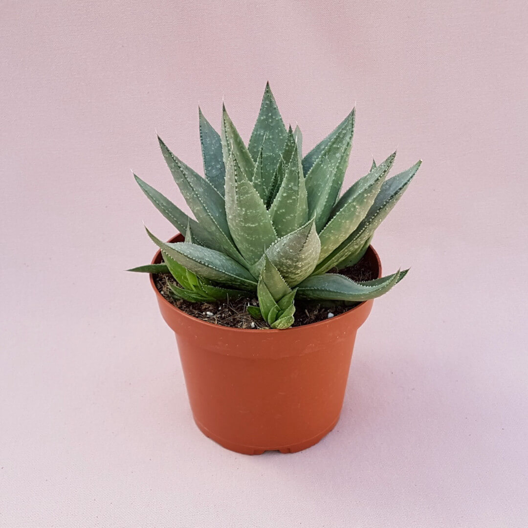 Haworthia Savannah Ø 13 cm