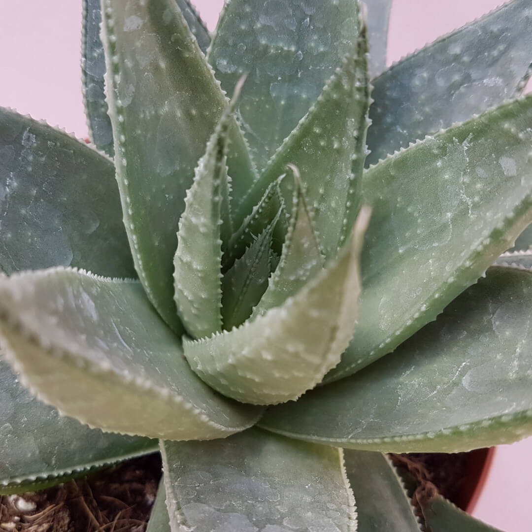 Haworthia Savannah Ø 13 cm