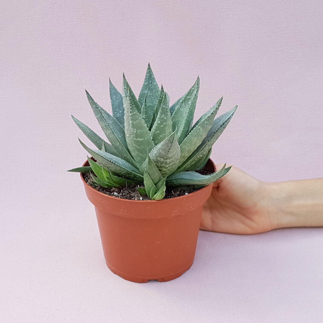 Haworthia Savannah Ø 13 cm