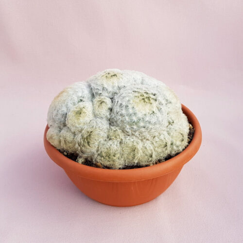 Mammillaria plumosa Ø 20 cm