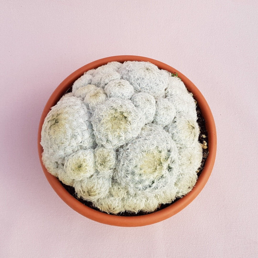 Mammillaria plumosa Ø 20 cm