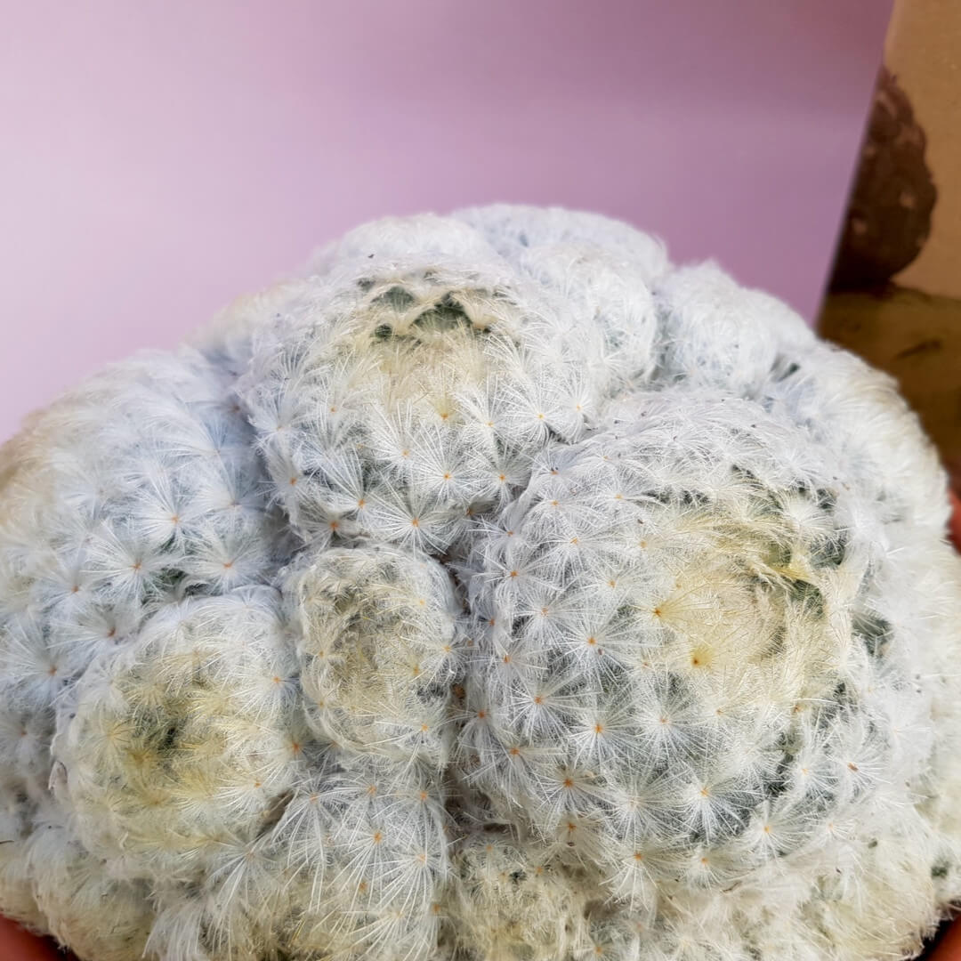 Mammillaria plumosa Ø 20 cm