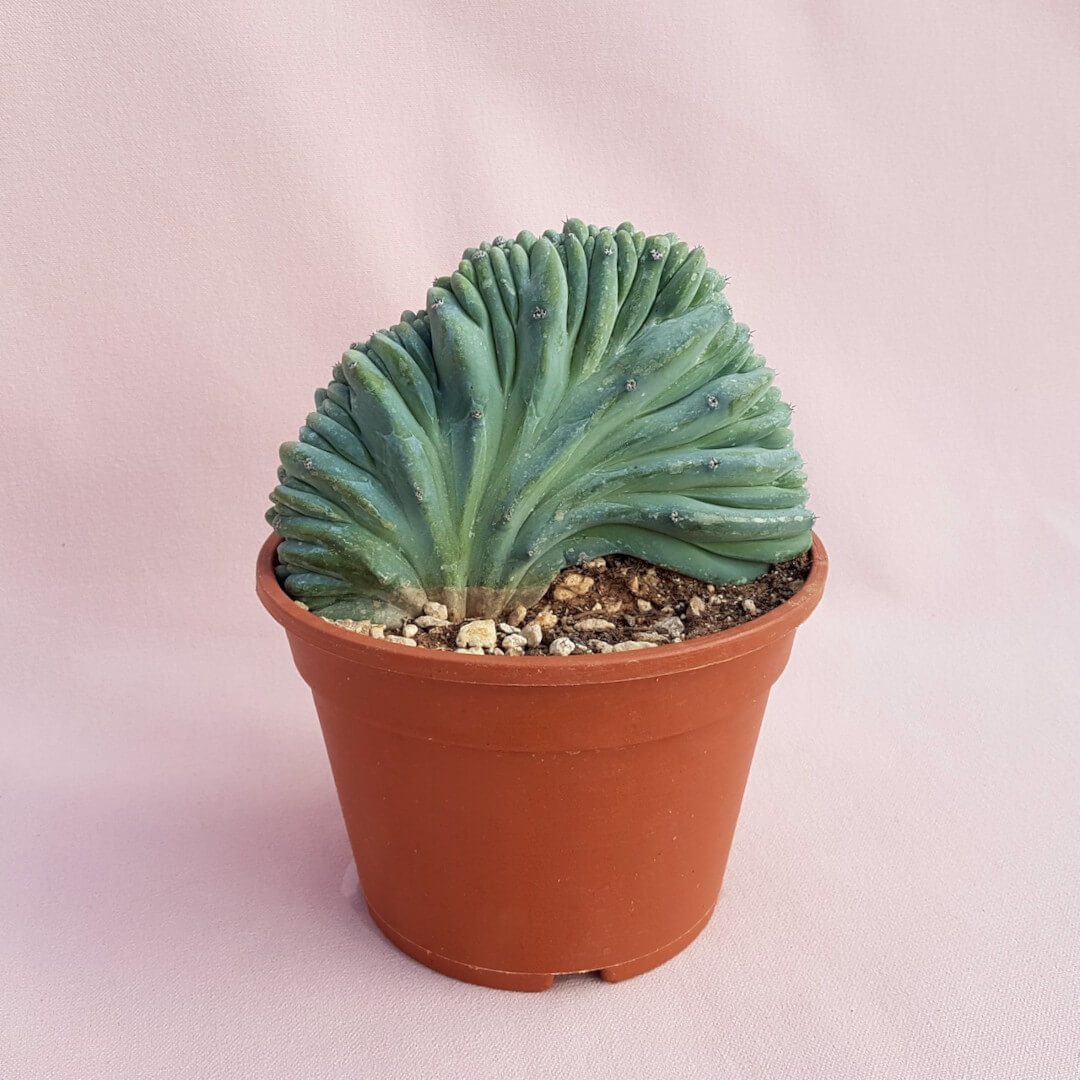 Myrtillocactus geometrizans f. cristata Ø 16 cm