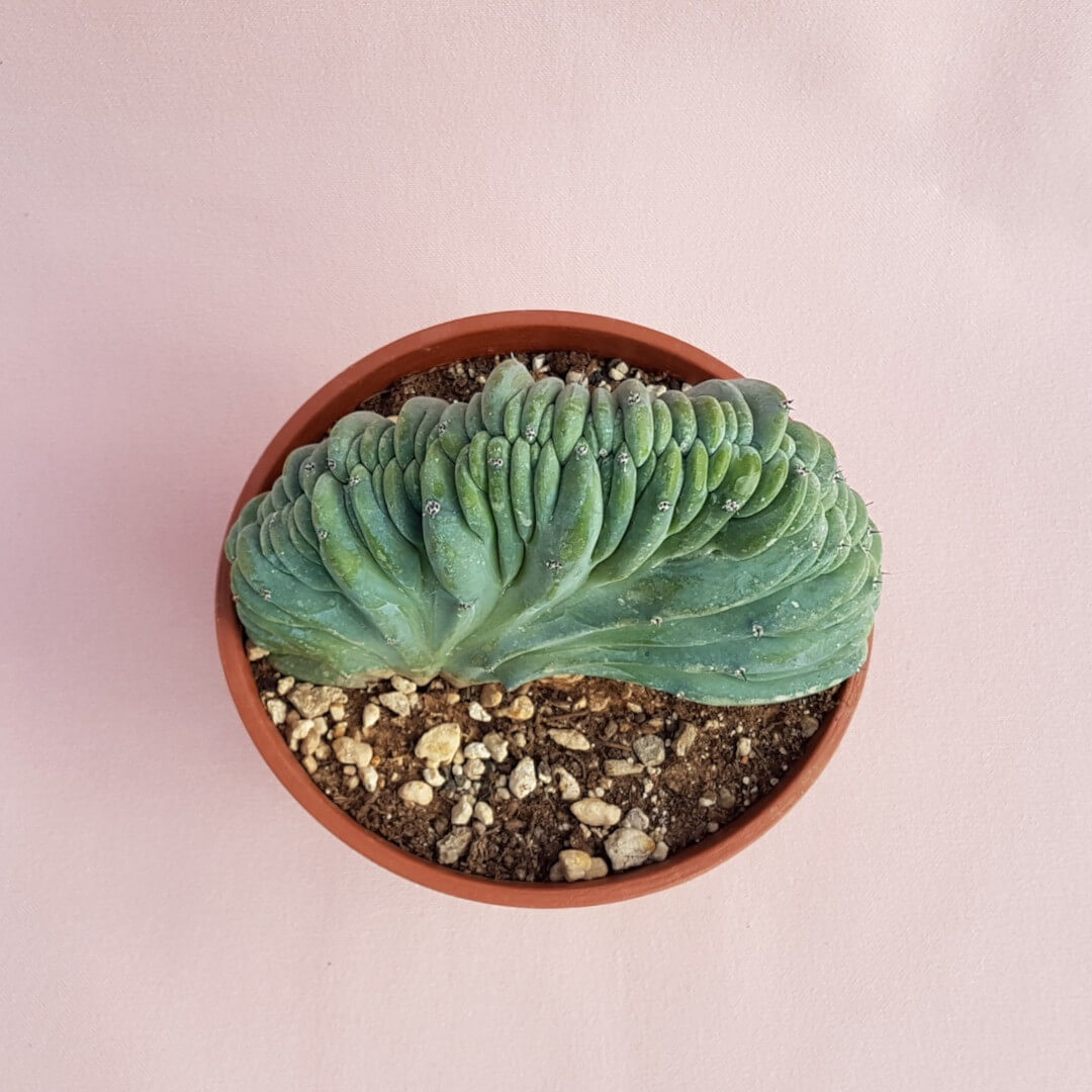 Myrtillocactus geometrizans forma cristata Ø 16 cm