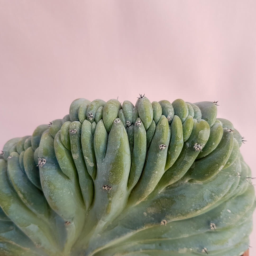 Myrtillocactus geometrizans f. cristata Ø 16 cm