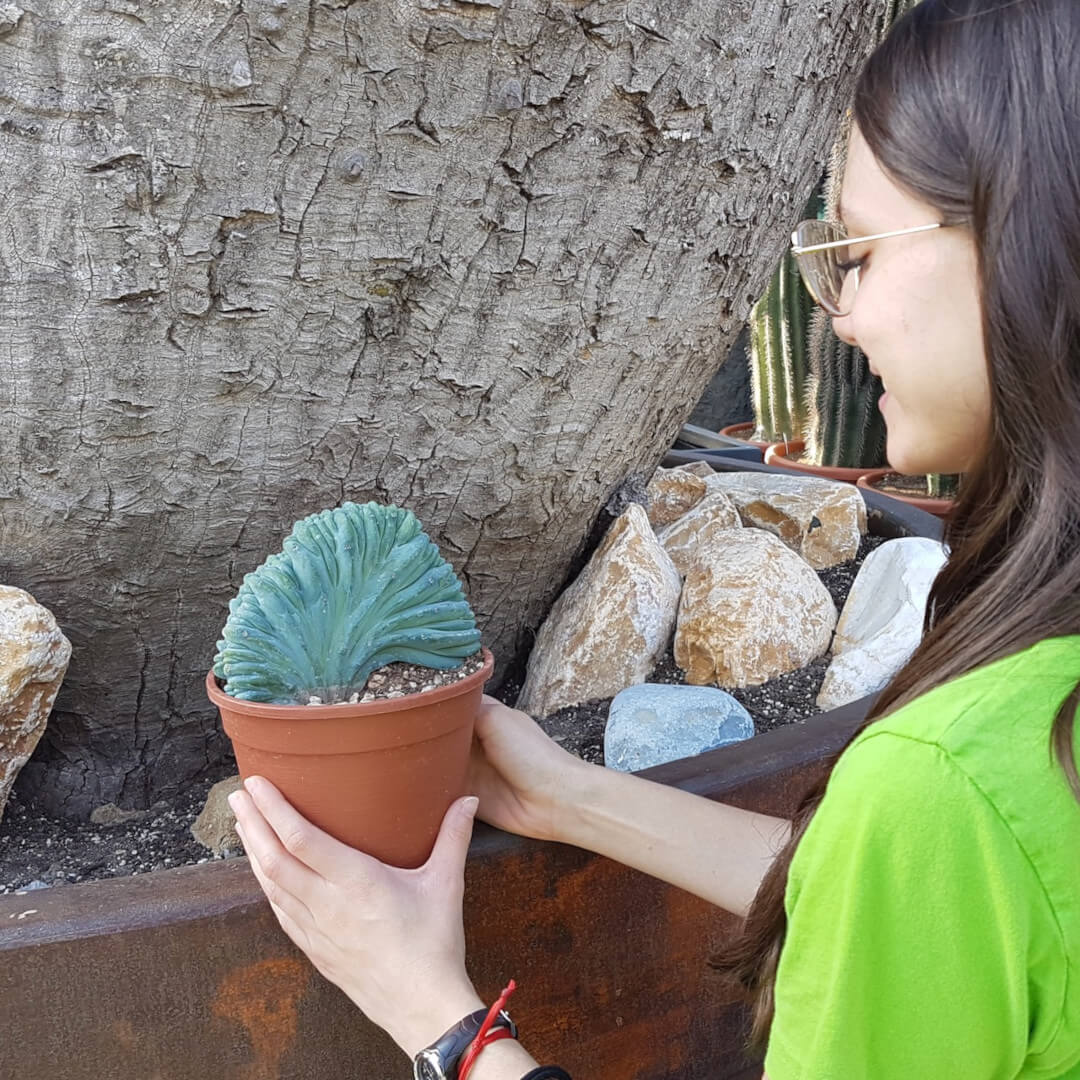 Myrtillocactus geometrizans forma cristata Ø 16 cm