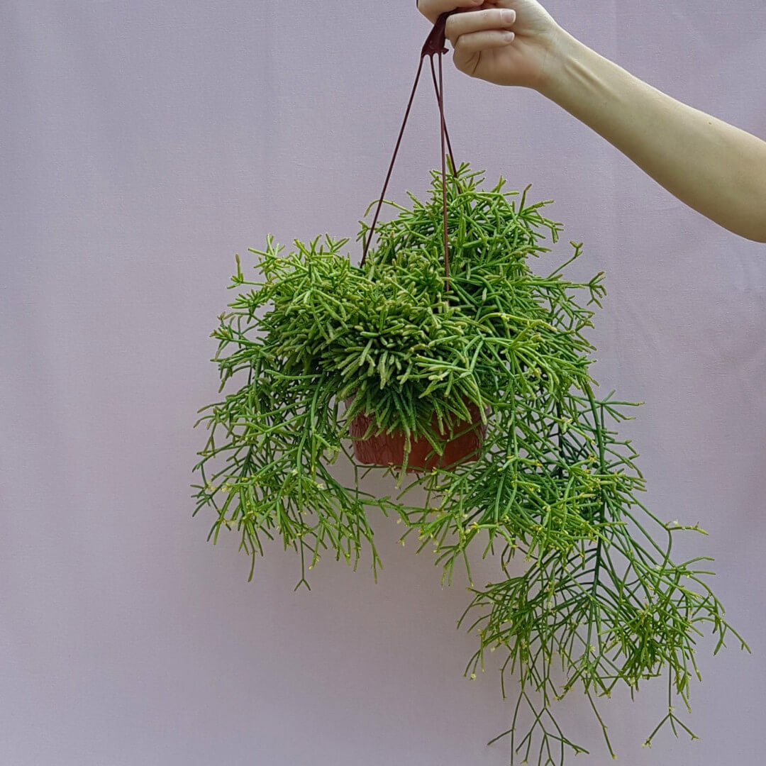 Rhipsalis baccifera cassutha Ø 20 cm