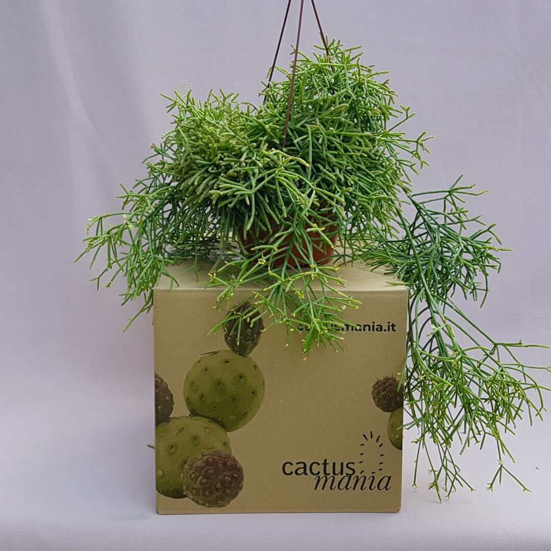 Rhipsalis baccifera cassutha Ø 20 cm