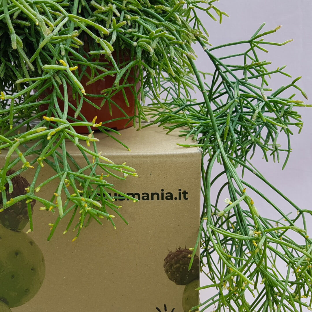 Rhipsalis baccifera cassutha Ø 20 cm