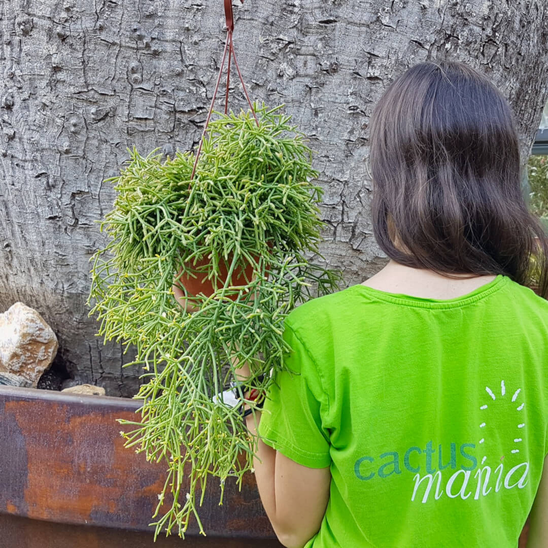 Rhipsalis baccifera cassutha Ø 20 cm