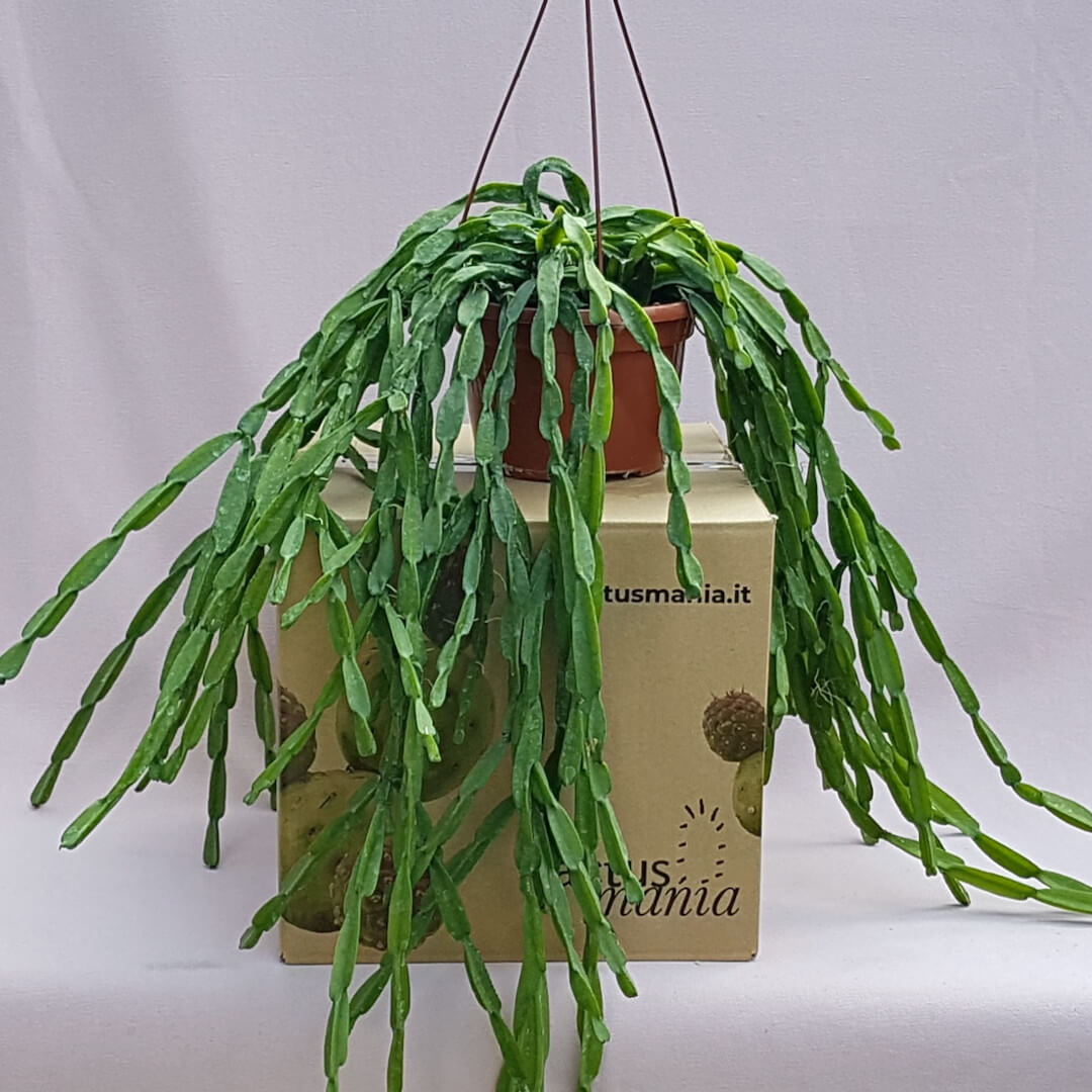 Rhipsalis paradoxa Ø 20 cm