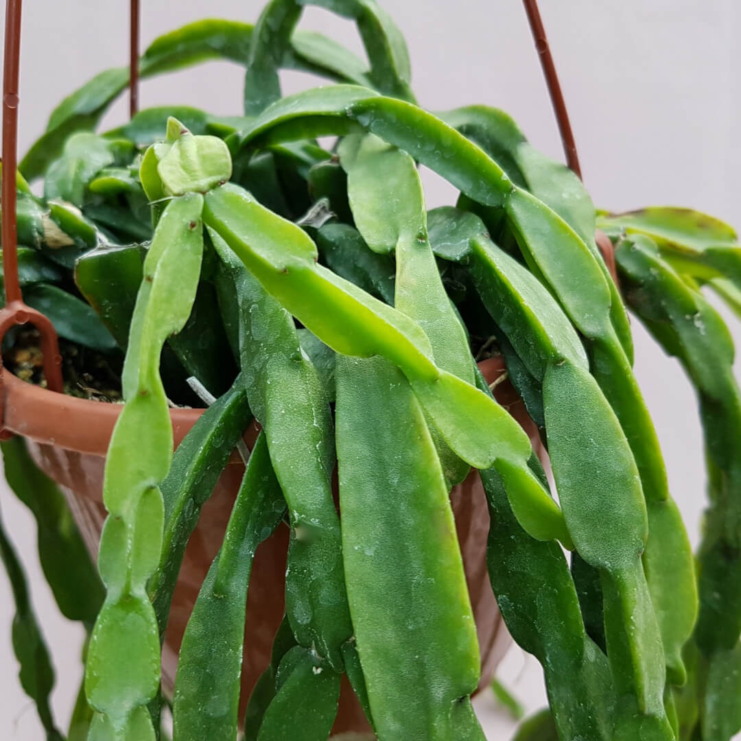 Rhipsalis paradoxa Ø 20 cm