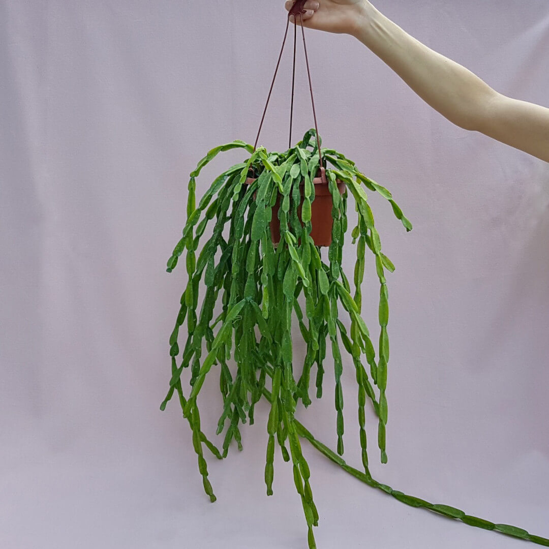 Rhipsalis paradoxa Ø 20 cm