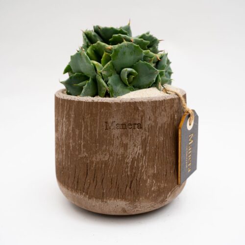 Agave potatorum earthenware pot Choco small Ø 14