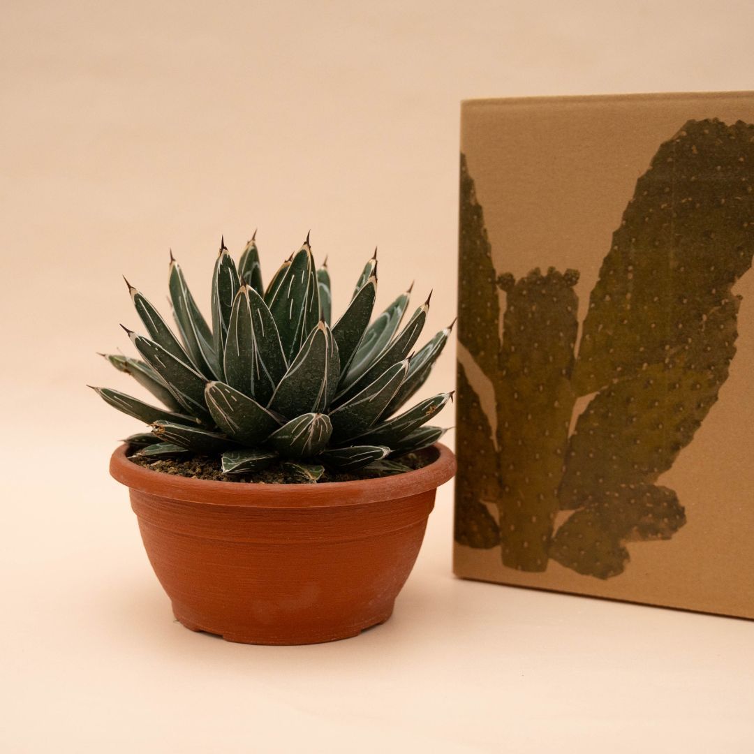 Agave victoriae-reginae vaso Ø 20
