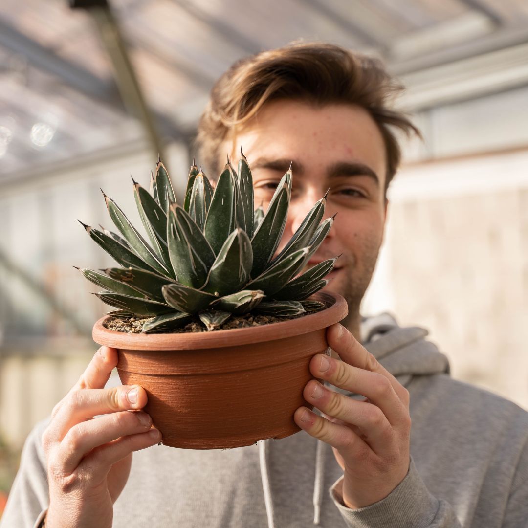 Agave victoriae-reginae vaso Ø 20