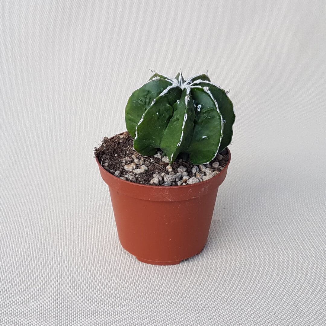 Astrophytum ornatum hannya hybrid Ø 10,5 cm