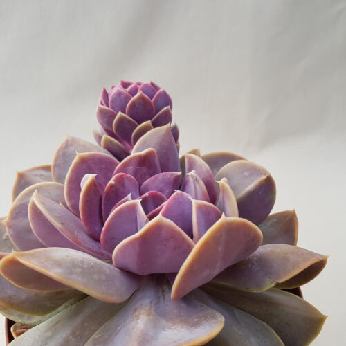Echeveria Serena vaso Ø 14
