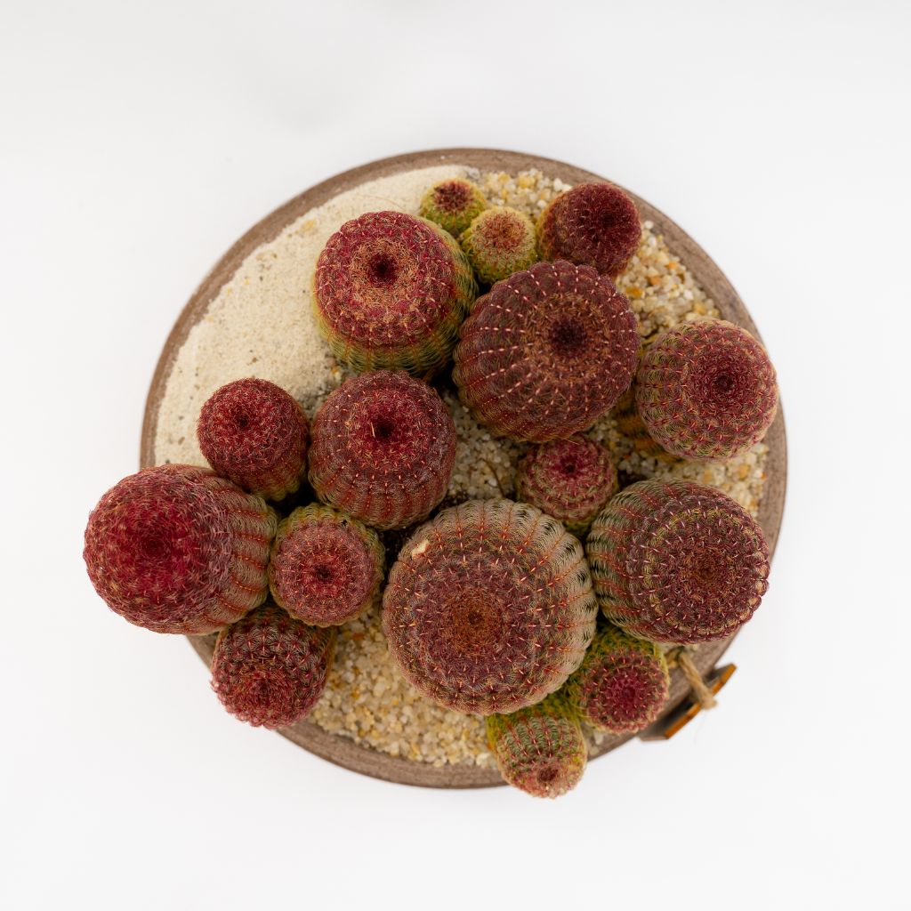 Echinocereus rigidissimus rubrispinus  20 cm - Manera Line
