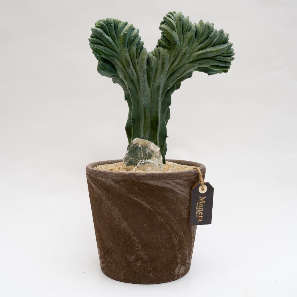 Myrtillocactus geometrizans f. cristata - Manera Line